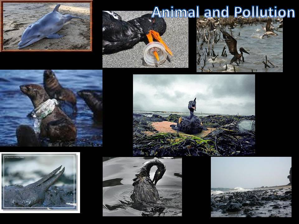 animal and pollution