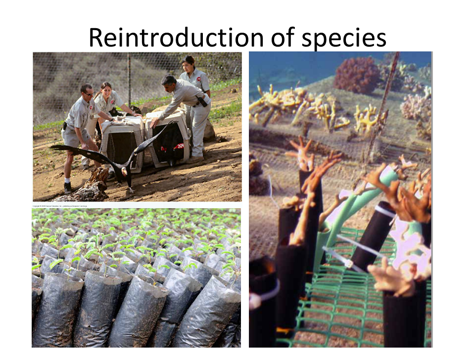 Reintroduction of species