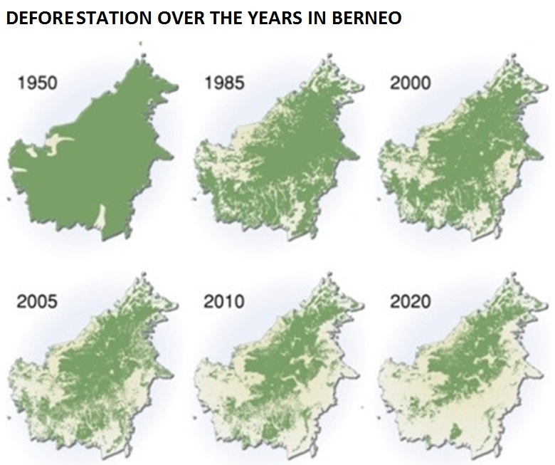 Deforestation over the years in Borneo