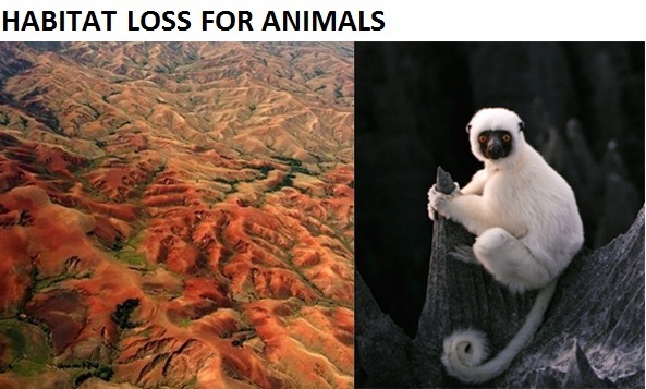 Habitat loss for animal